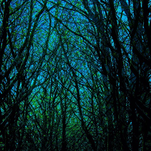 trees forest canon dark square landscape lost photography eos photo gloomy darkness artistic path edited branches gimp double squareformat mind layer layers scape confusion squared edit loosing layering mindscape gettinglost postprosessing eos1100d