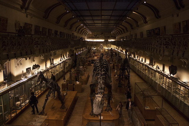 Museo di Paleontologia, Parigi