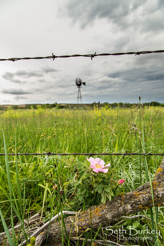 pink flower windmill june nebraska unitedstates barbedwire prairie 6d bluehill 2013