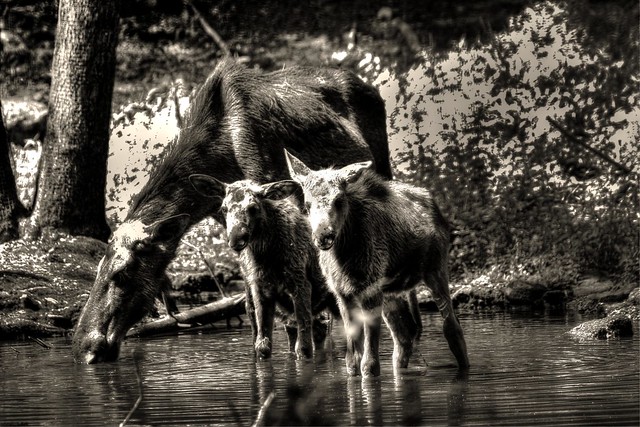 Elch Familie - Moose family