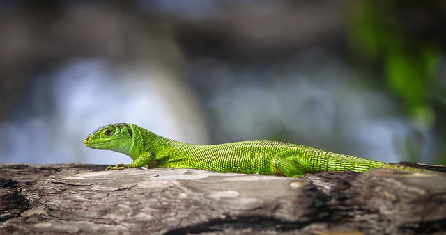 European Green Lizard (Lacerta viridis)