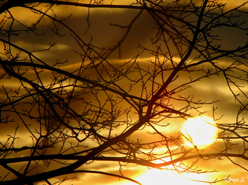 winter light sunset sun tree yellow day branch