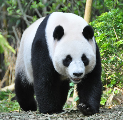 パンダ
panda