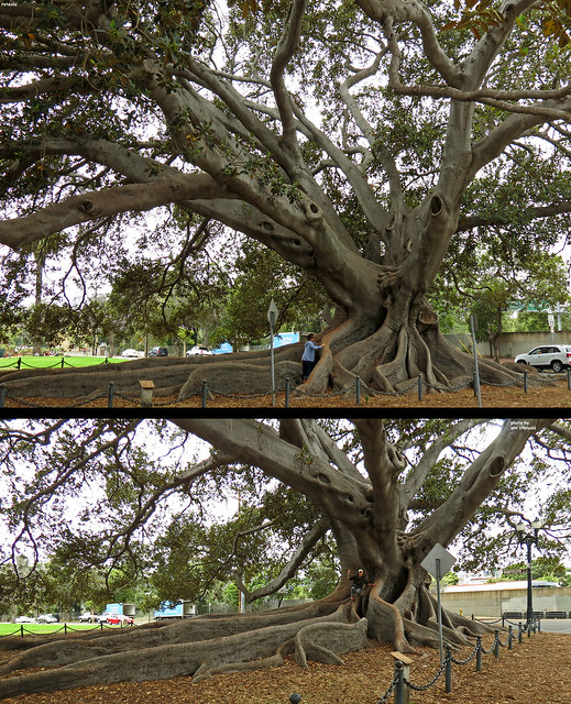 20130623k One of the bestest trees I've ever seen!!! :D | Santa Barbara, California