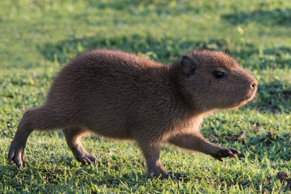 Baby Capybara, Capybaras grow to be the largest rodent on t…