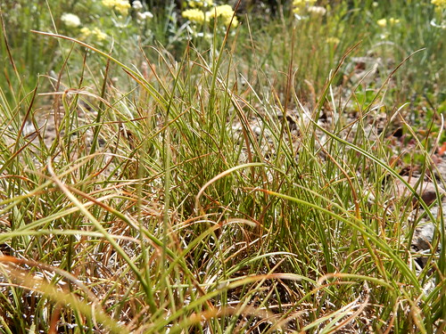 carexrossii rosssedge cyperaceae native perennial bunched sedge mountainbigsagebrush artemisiatridentatavaseyana jarbidge elkocounty nevada rhizomatous