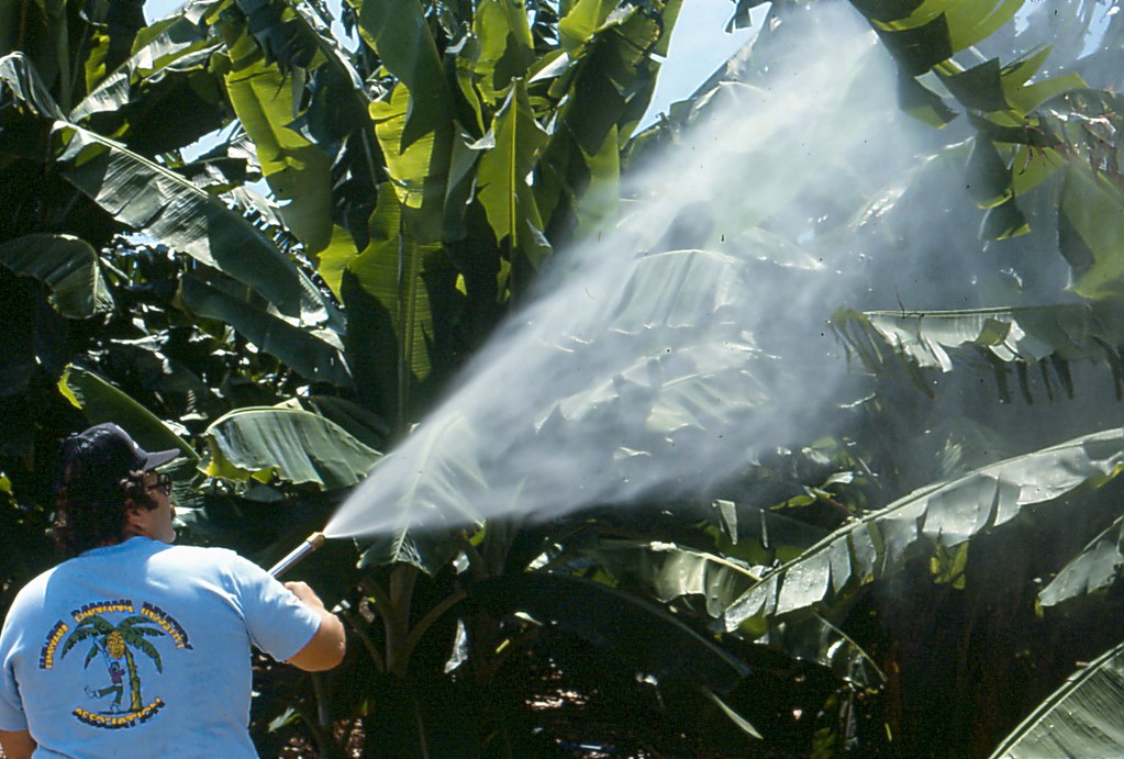 Spraying pesticides on bananas in the 1980s | Location: Big … | Flickr