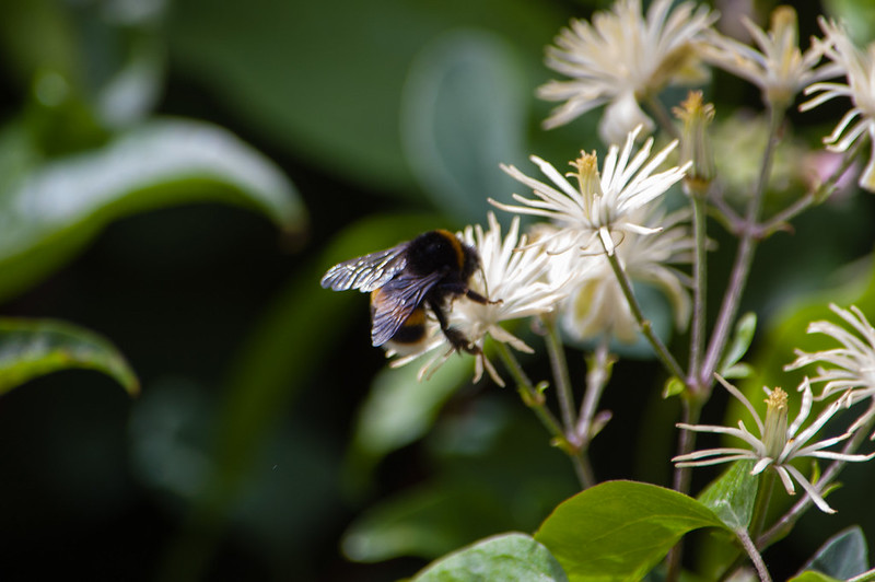 Bumblebee