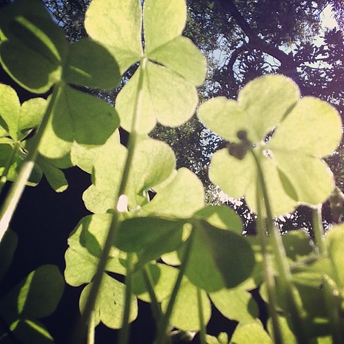 plants green square texas perspective sierra squareformat shamrocks seguin iphoneography instagramapp