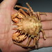 Flickr photo 'Majidae>Schizophrys aspera Rough Spider crab DSCF6482' by: Bill & Mark Bell.