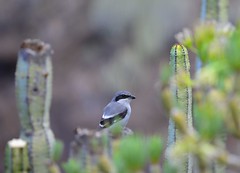 DSC_0755-Southern Grey Shrike-Lanius meriodionalis