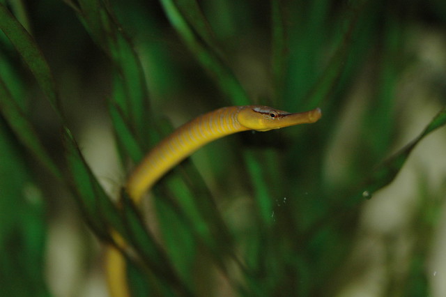 Entelurus aequoreus (Snake pipefish / Adderzeenaald)