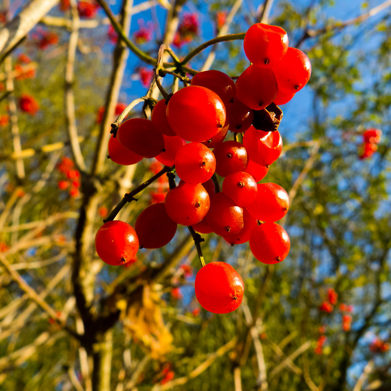 Vibernum berries on bare bush