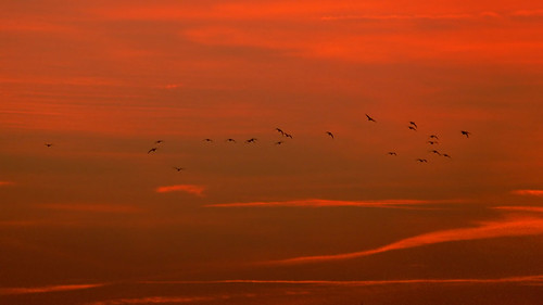 birds dawn geese norfolk snettisham rspb