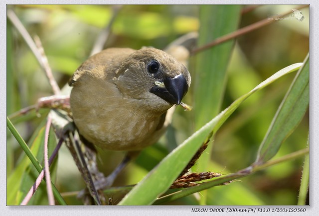 Scaly-breasted Munia  \ Spotted Munia \ Spice Finch \ Nutmeg Mannikin 斑文鳥 (Scientific Name: Lonchura punctulata)