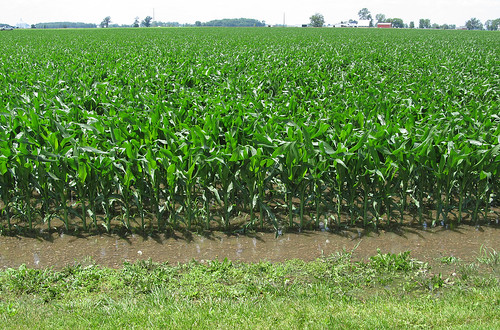 ohio summer food plants water field rural landscape airport corn mud farming grain farmland crop oh farms crops summertime growing grains agriculture airports maize fayettecounty farmcountry i23 foodproduction washingtoncourthouse ruralohio ohiofarmcountry fayettecountyairport