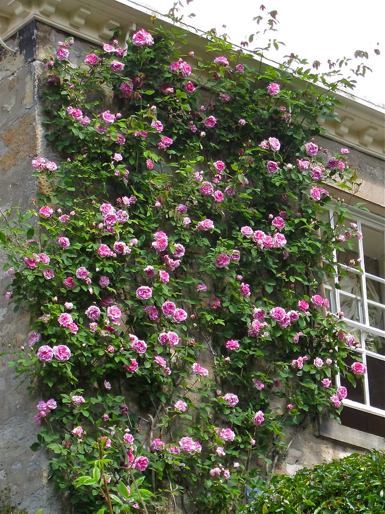Climbing rose at Gresgath Hall | Susan Rushton | Flickr