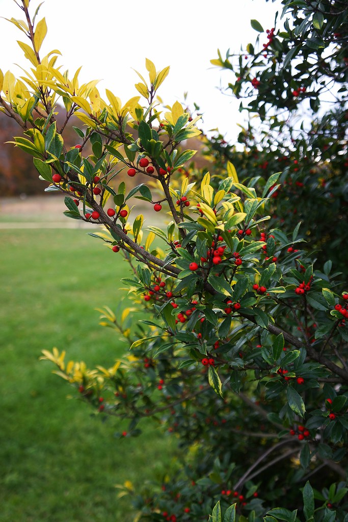 Ilex x attenuata 'Sunny Foster' (topel holly, hybrid Foster holly), National Herb Garden