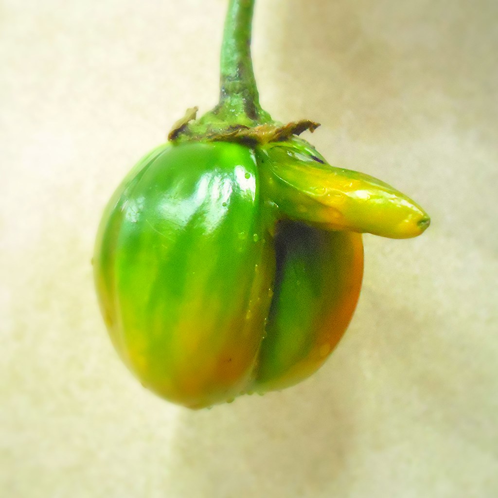 Jiló Nariguro (Concky Scarlet Eggplant), Rafael Müzel