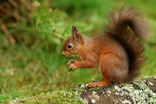 'Nutkin' | Seen at Forest How, Eskdale, Cumbria. Remembering… | Flickr