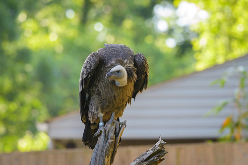 Ruppell's Griffon Vulture | Taken at the National Zoo | Flickr