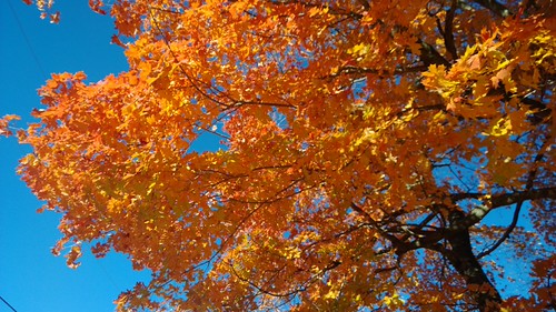Fiery maple colors | by T Martin2010