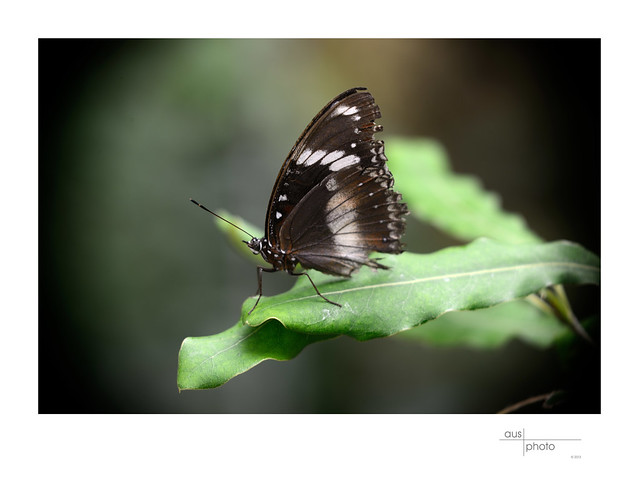 Common Crow (or Oleander) Butterfly
