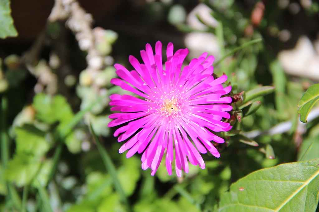 Flor de color lila, pétalos finos | Flor de color lila, péta… | Flickr