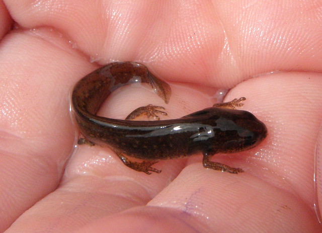 Lissotriton vulgaris (Smooth newt / Kleine watersalamander)