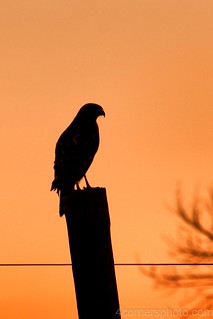 Red-tailed Hawk Silhouette, Merced County, CA