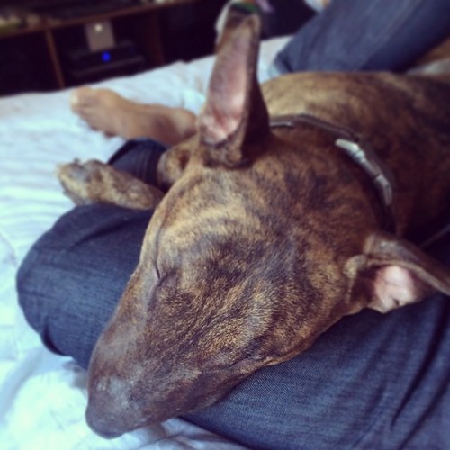 Even monsters need sleep.  #ebt #englishbullterrier #coopercabra #babysatan #brindlebeauty #nomakeup | by Blucu