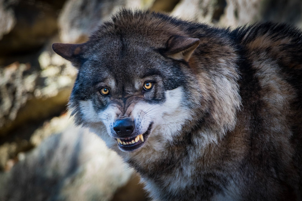angry wolf | an angry wolf in the zoo. are you scared? | Bodyl | Flickr