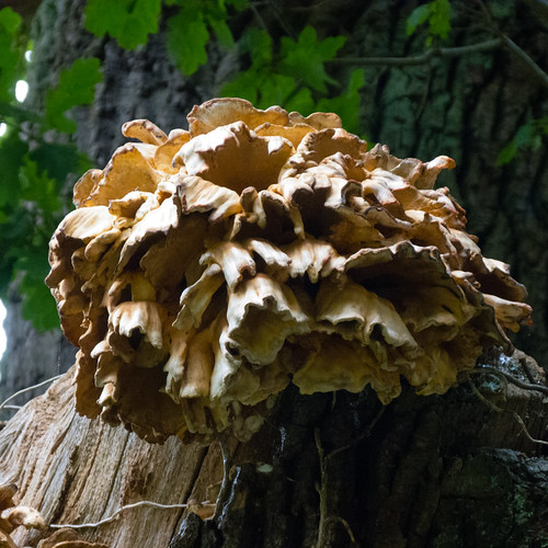 Giant polypore on high