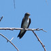 Flickr photo 'Northern Rough-winged Swallow. Stelgidopteryx serripennis' by: gailhampshire.