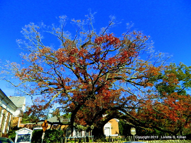 Basking Ridge, New Jersey--600 year old White Oak tree [Tree died in 2017. SAD...]