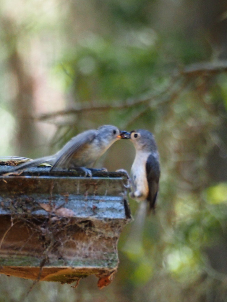 tufted titmouse | OLYMPUS DIGITAL CAMERA | carlinsc | Flickr