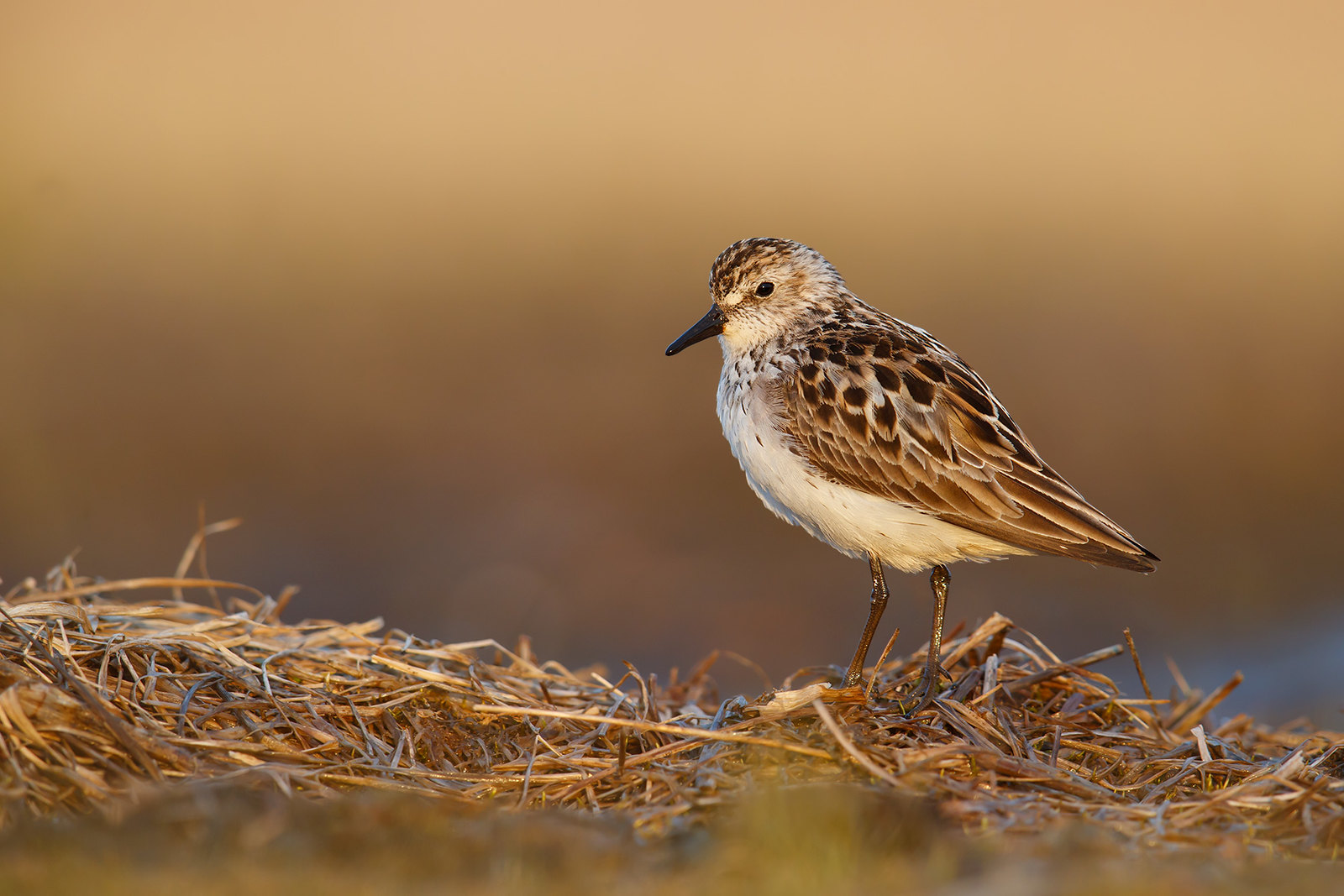 Calidris pusilla | Semipalmated Sandpiper | sandsnäppa
