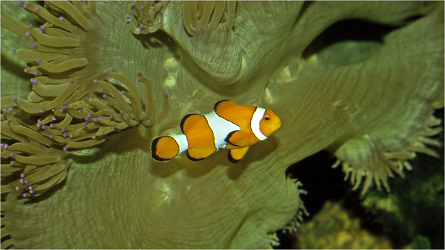 Anemone with common clownfish