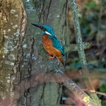 Warm colored "Icebird" / Kingfisher