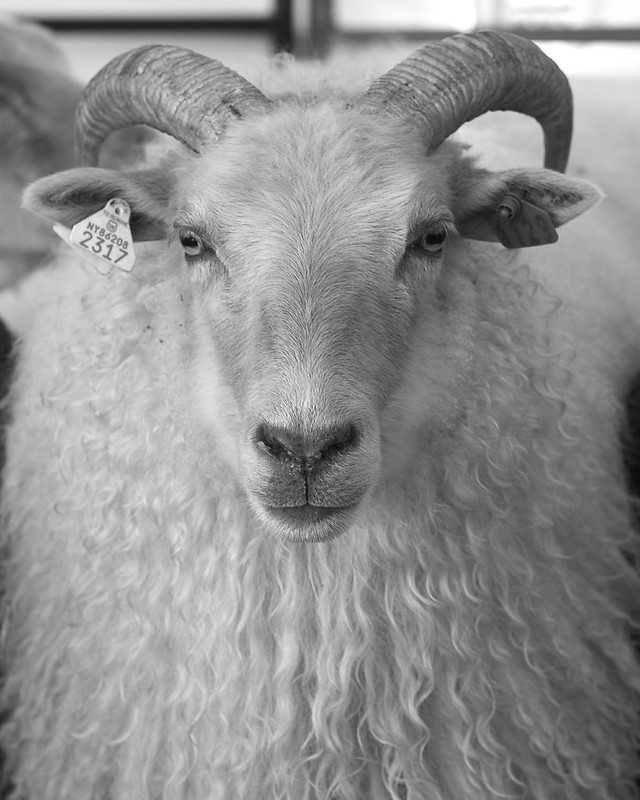 The Jumbuck: Icelandic Sheep 6095-2