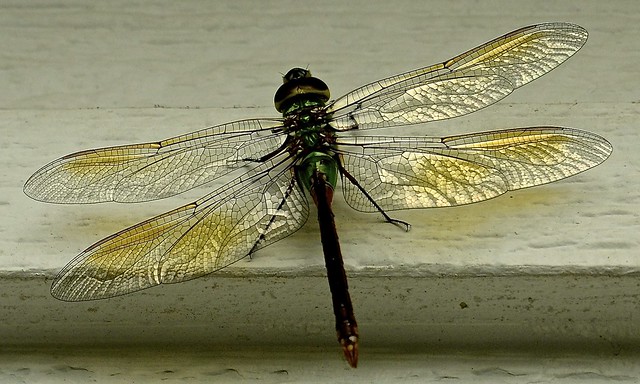 Dragonfly - Friendly Visitor - Saint Charles IL