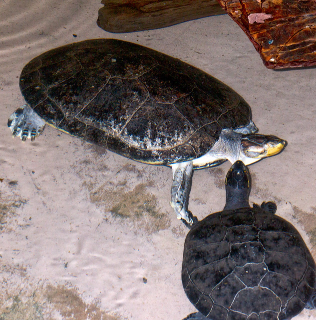 Yellow-spotted Amazon River Turtle (Podocnemis unifilis) at Woodland Park Zoo (9)