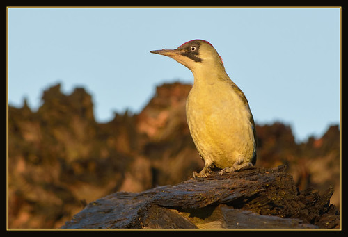 green bird nature sunrise woodpecker wildlife bcn reserve national trust fen cambridgeshire woodwalton nnr greatfen