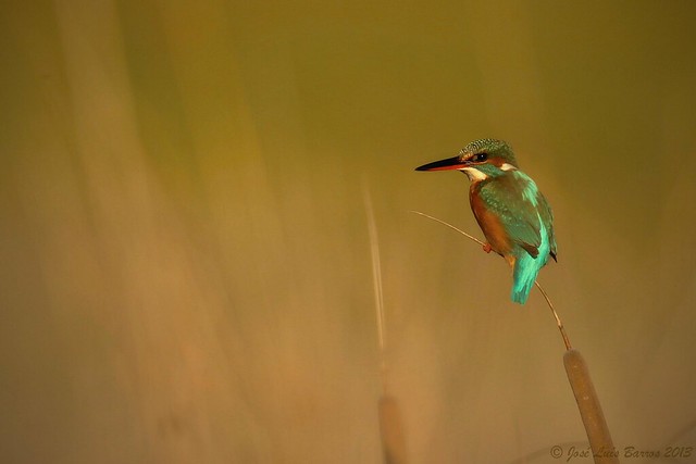Guarda-rios | Alcedo atthis | Common kingfisher
