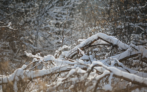wisconsin winter snow trees cold canon newberlin depthoffield dof branches nature canon135mmf2lusm canoneos5dmarkiii