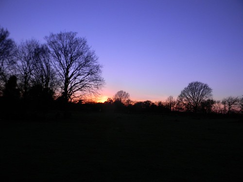 Trees at dusk 1 Appledore Short Circular
