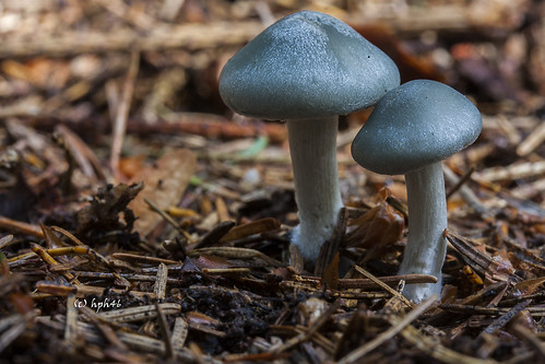 mushroom deutschland fungus pilz niedersachsen wörme elitephotography clitocybeodora aniseedtoadstool grüneranistrichterling