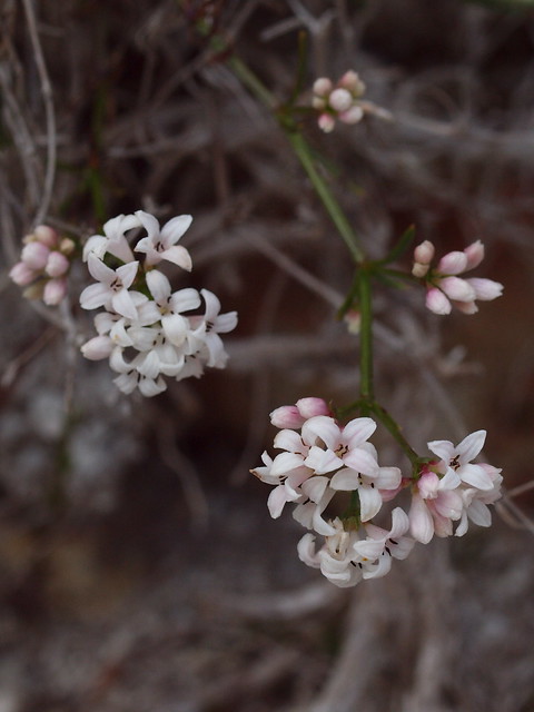 Asperula cynanchica subsp. occidentalis (Rouy) C. A. Stace - Squinancywort