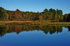 Reflective Fall Colors on the Pond