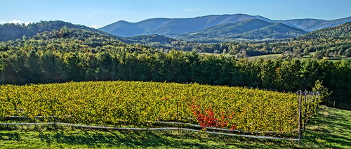 blueridgemountains virginia winery